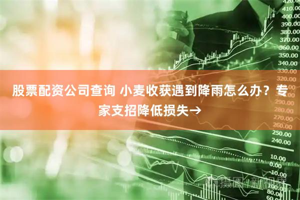 股票配资公司查询 小麦收获遇到降雨怎么办？专家支招降低损失→